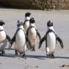 March of the Penguins, Which Led to a Friendly Panda and Finally a Recovery