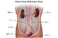 front view of urinary tract