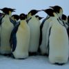 The Long and Hard Road to Penguin Recovery