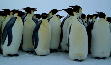 The Long and Hard Road to Penguin Recovery