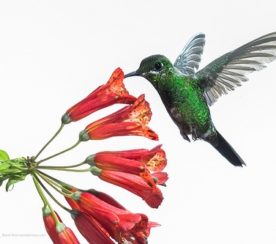 Google Hummingbird Friendly Content Marketing Tips