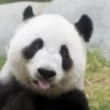 Google Rolls Out Panda 4.0 & Payday Loan 2.0 Updates