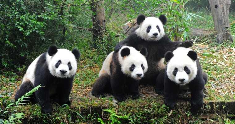 ‘What The Experts Say’: What’s Changed After Panda 4.0?