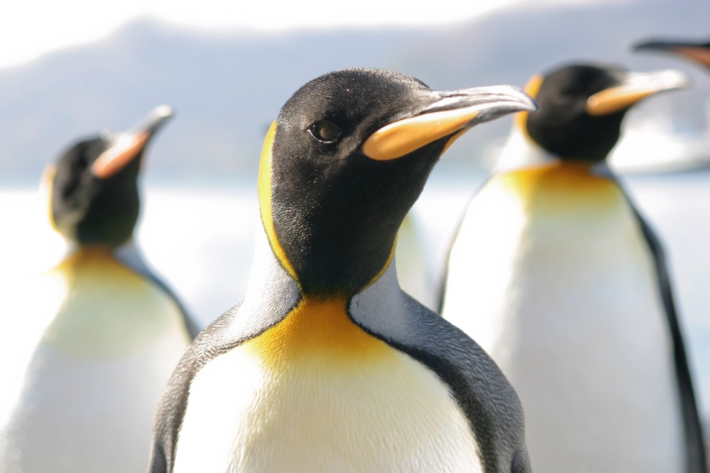 Don’t Get in a Flap: Your Penguin 3.0 Survival Guide