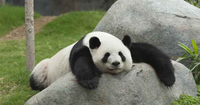 Google Panda 4.2 Rolling Out Now, Affecting 2-3% of Queries