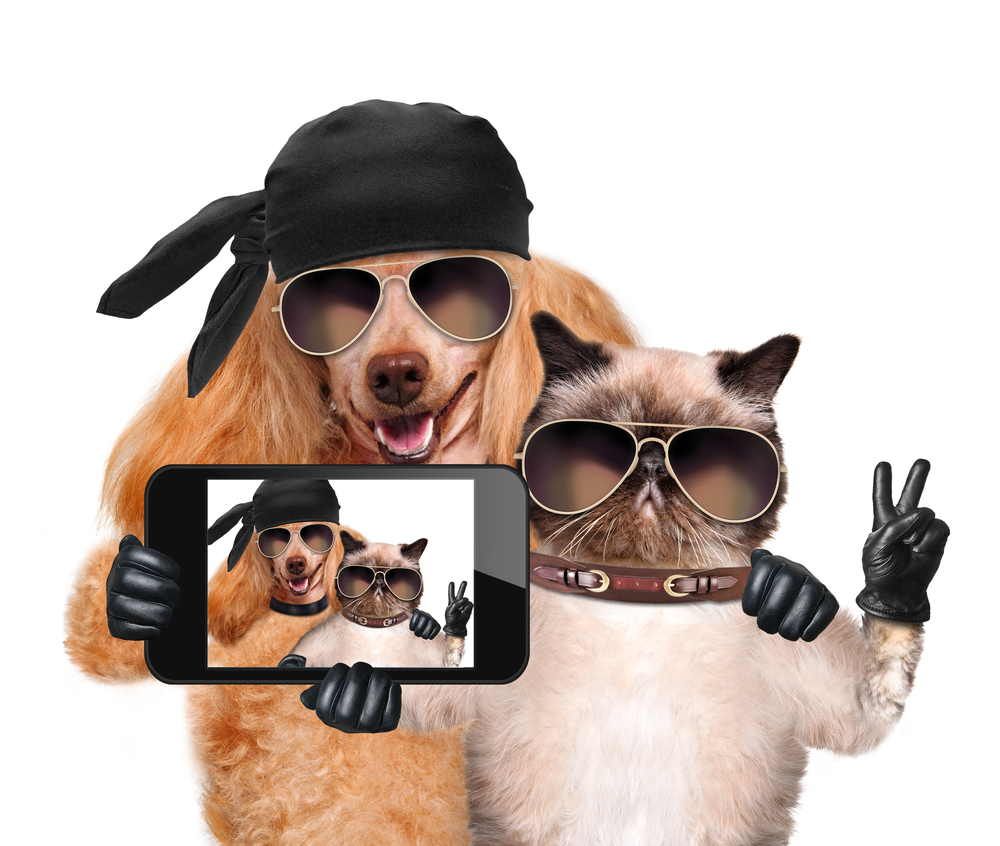 Dog cat selfie