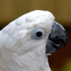 5 Content Marketing Lessons from YouTube’s Most Famous Cockatoos