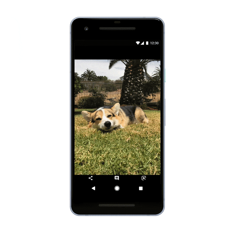 Google Assistant Can Recognize Cat and Dog Breeds Using Photos