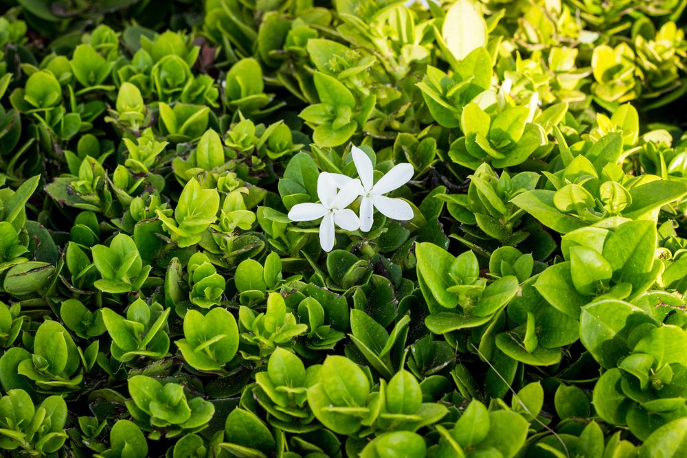 White flower in field of green