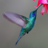 Google’s Hummingbird Update: How It Changed Search