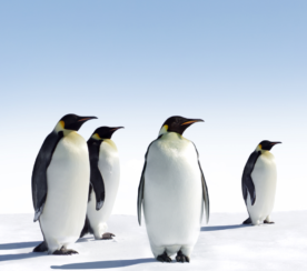 A Complete Guide To the Google Penguin Algorithm Update
