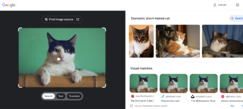Google Images search results for cat videos